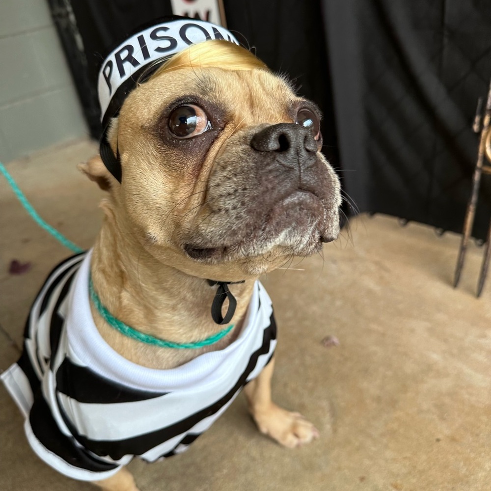Prisoner Pet Costume - Size Large